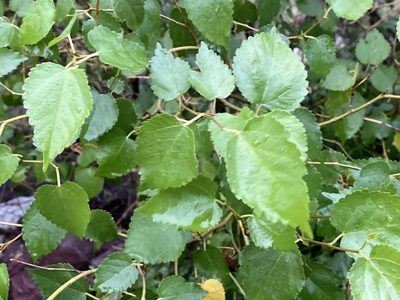 Morus microphylla, photographed by Jason K.