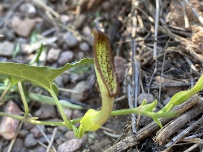 Aristolochia watsonii, photographed by Jason K.