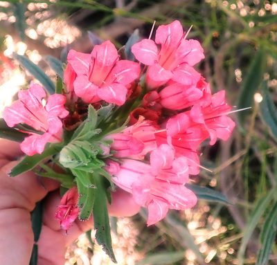 Lobostemon belliformis, photographed by Di Turner