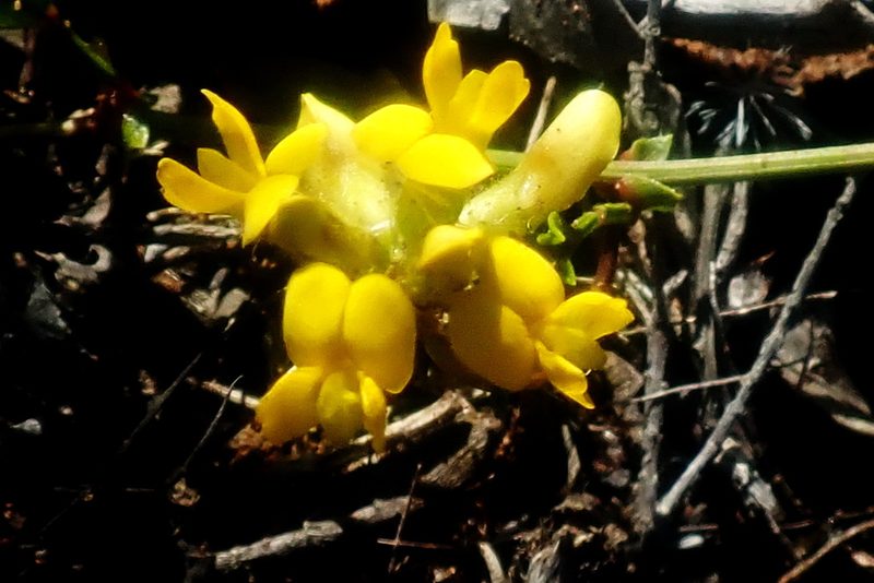 Rhynchosia ferulifolia, photographed by Di Turner