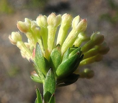Gnidia squarrosa, photographed by Di Turner