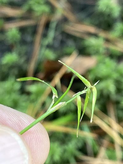 Carex collinsii, photographed by Alan Weakley