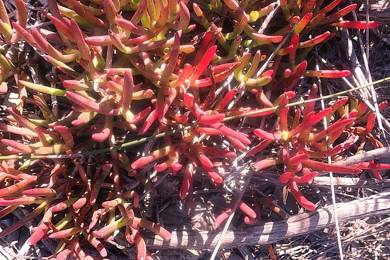 Carpobrotus muirii, photographed by Di Turner