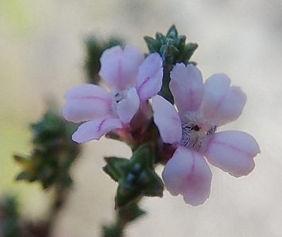 Euchaetis albertiniana, photographed by Di Turner