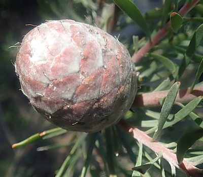 Leucadendron galpinii, photographed by Di Turner