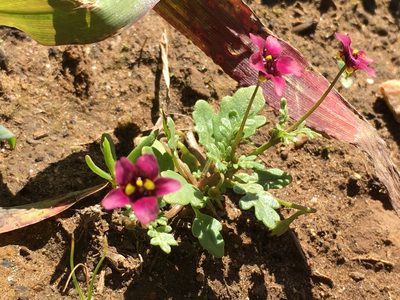 Diascia elongata, photographed by Caroline Voget