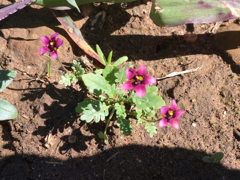 Diascia elongata, photographed by Caroline Voget