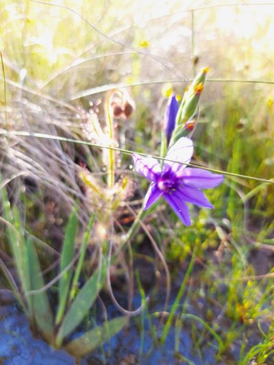 Babiana leipoldtii, photographed by Jacques van der Merwe