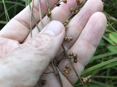 Juncus coriaceus, photographed by Alan Weakley