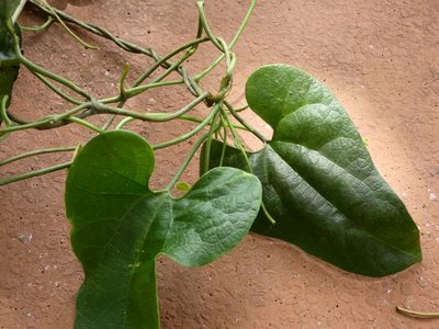 Passovia pyrifolia, photographed by Helio Lourencini