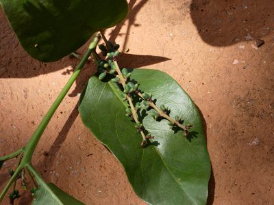 Passovia pyrifolia, photographed by Helio Lourencini