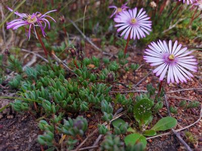 Lampranthus debilis, photographed by Jacques van der Merwe