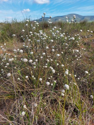 Metalasia capitata, photographed by Jacques van der Merwe