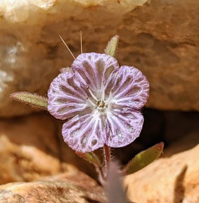 Phacelia exilis, photographed by Alex Heyman