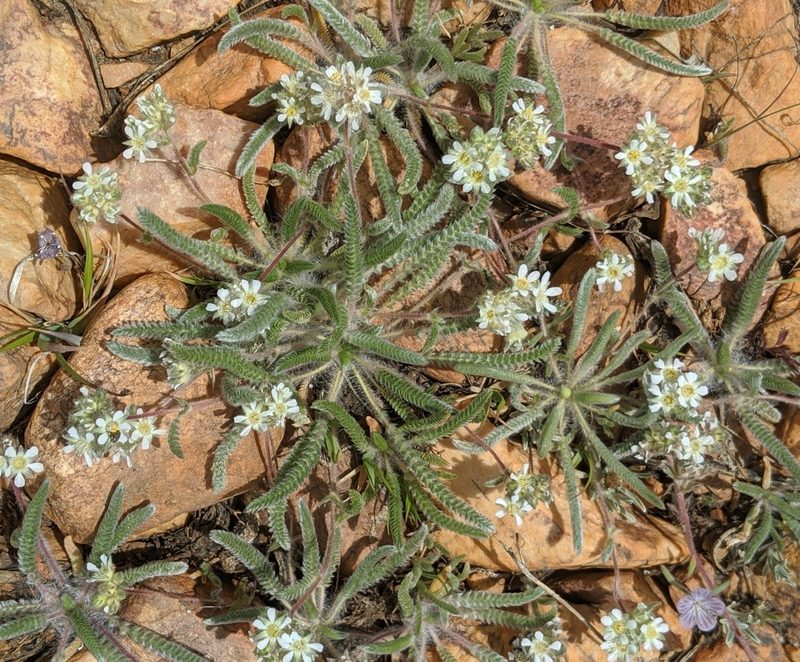 Potentilla argyrocoma, photographed by Alex Heyman