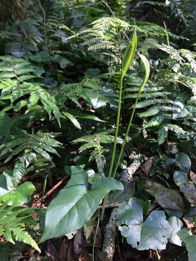 Spathicarpa hastifolia, photographed by B. Phalan