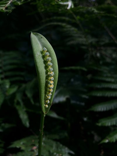 Spathicarpa hastifolia, photographed by B. Phalan