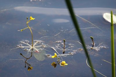 Utricularia radiata, photographed by er-birds