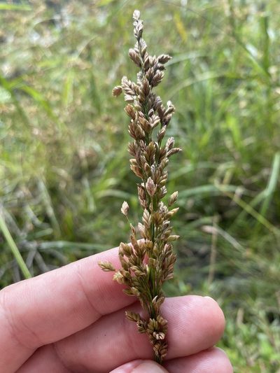 Glyceria obtusa, photographed by Alan Weakley