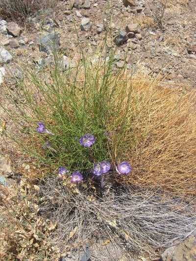 Ipomoea sescossiana, photographed by Arturo Castro Castro