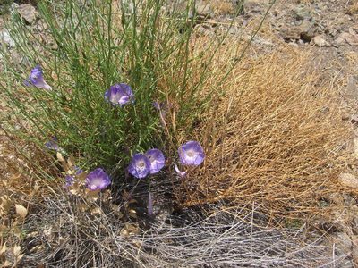 Ipomoea sescossiana, photographed by Arturo Castro Castro