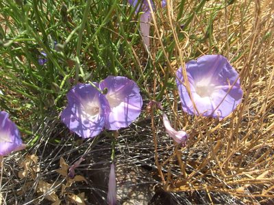 Ipomoea sescossiana, photographed by Arturo Castro Castro