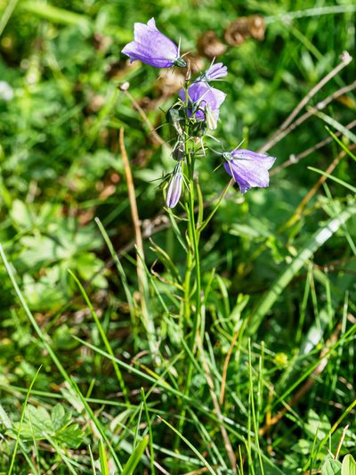 Campanula witasekiana, photographed by rainerburkard
