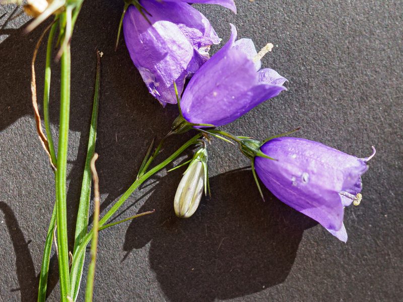 Campanula witasekiana, photographed by rainerburkard
