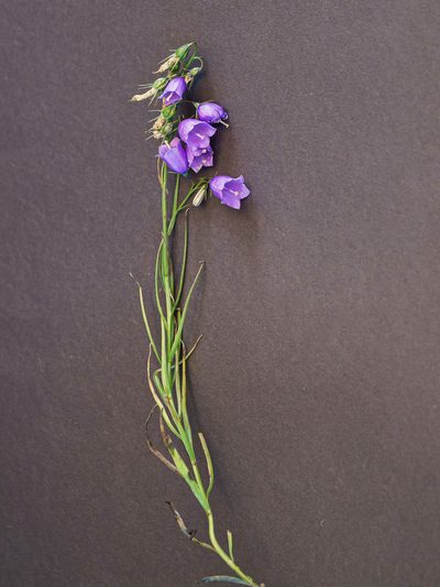 Campanula witasekiana, photographed by rainerburkard