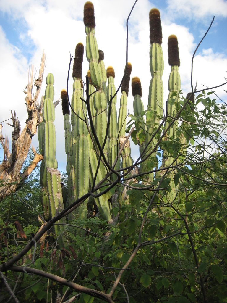 Mitrocereus militaris, photographed by Arturo Castro Castro