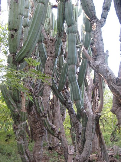 Mitrocereus militaris, photographed by Arturo Castro Castro