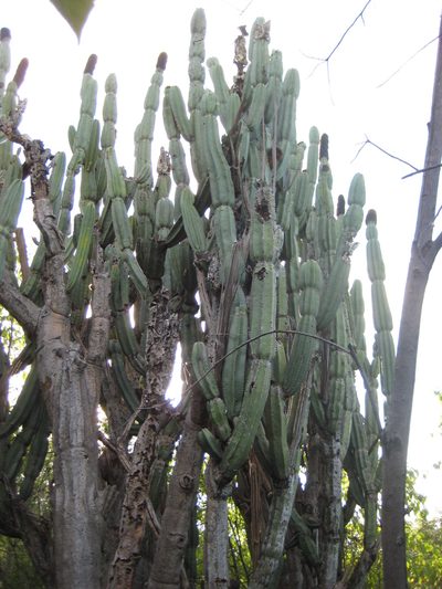 Mitrocereus militaris, photographed by Arturo Castro Castro