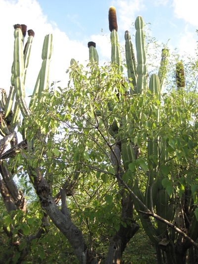 Mitrocereus militaris, photographed by Arturo Castro Castro