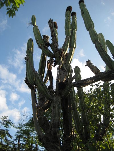 Mitrocereus militaris, photographed by Arturo Castro Castro