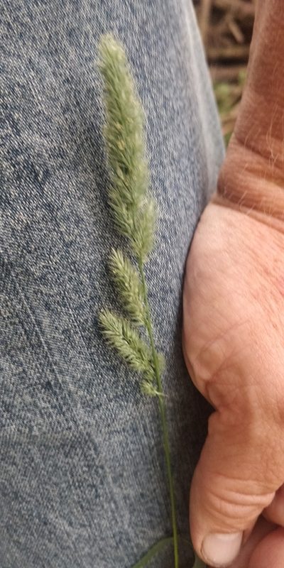 Muhlenbergia racemosa, photographed by Jeff D Hansen