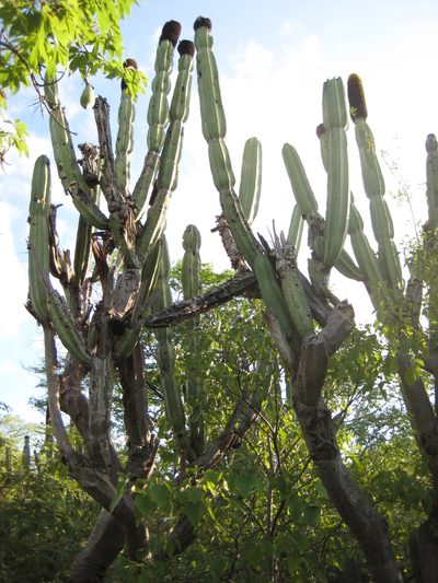 Mitrocereus militaris, photographed by Arturo Castro Castro