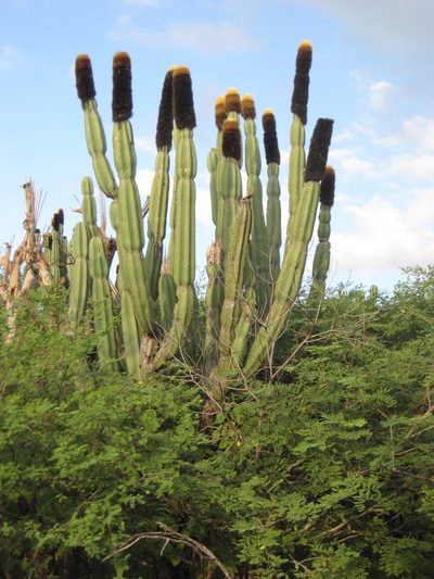 Mitrocereus militaris, photographed by Arturo Castro Castro