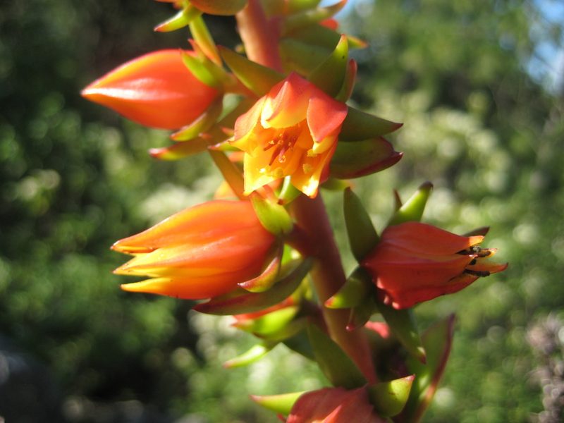 Echeveria multicaulis, photographed by Arturo Castro Castro