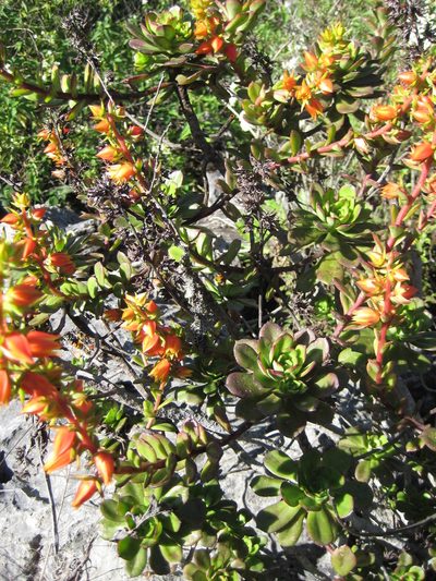 Echeveria multicaulis, photographed by Arturo Castro Castro