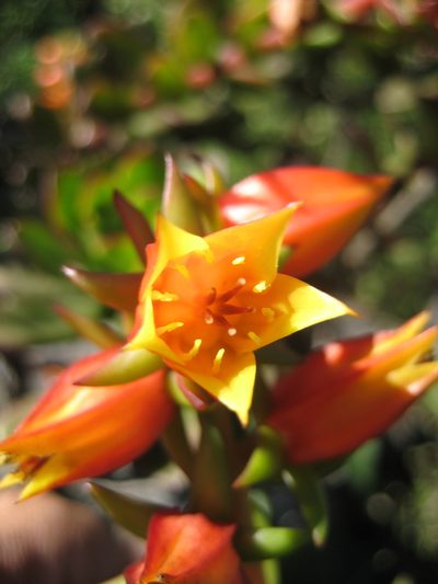 Echeveria multicaulis, photographed by Arturo Castro Castro