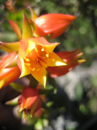 Echeveria multicaulis, photographed by Arturo Castro Castro