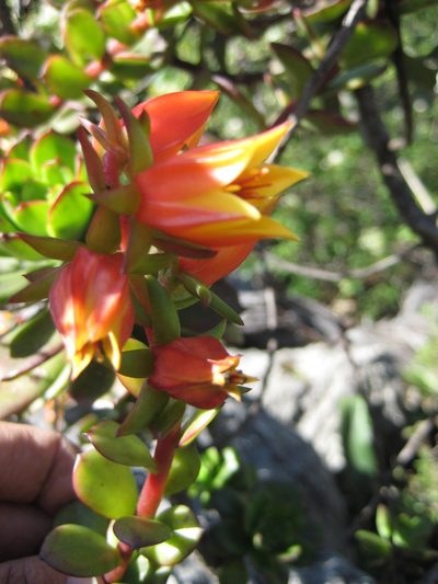 Echeveria multicaulis, photographed by Arturo Castro Castro