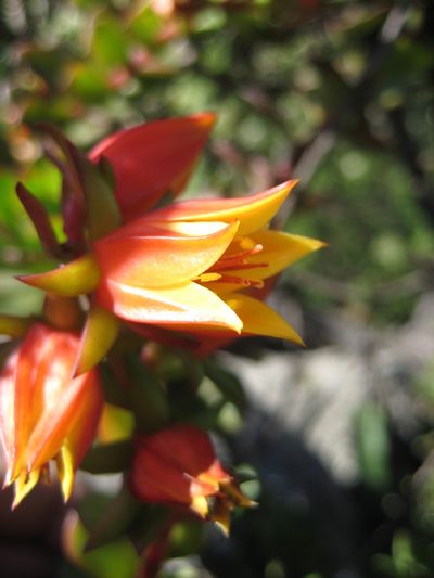 Echeveria multicaulis, photographed by Arturo Castro Castro