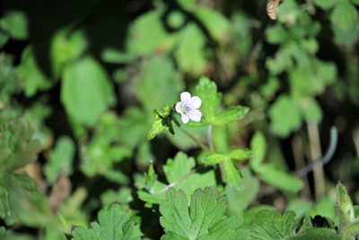 Geranium nepalense, photographed by Aravinth