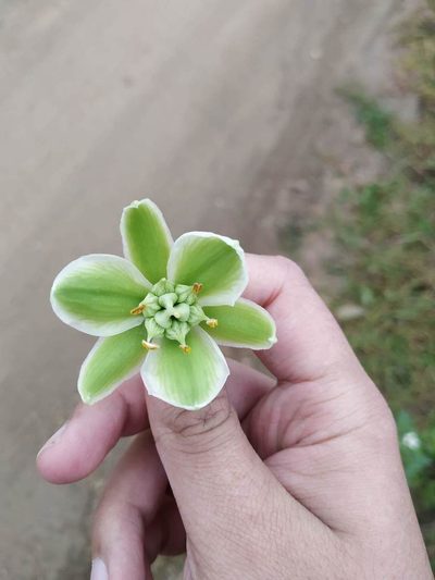 Furcraea cabuya, photographed by Andrés Ramírez-Barrera