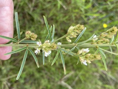 Lespedeza angustifolia, photographed by Alan Weakley