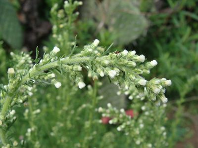 Laennecia sophiifolia, photographed by Alexis López Hernández