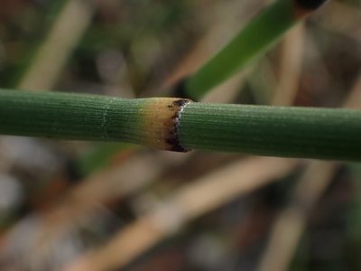 Equisetum laevigatum, photographed by Mary Krieger