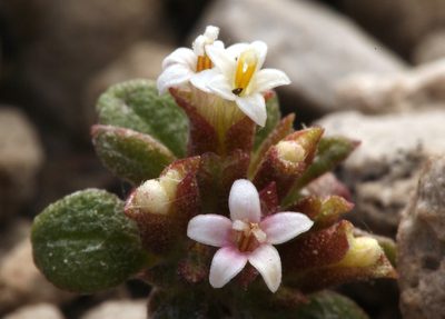 Dimeresia howellii, photographed by Steve Matson