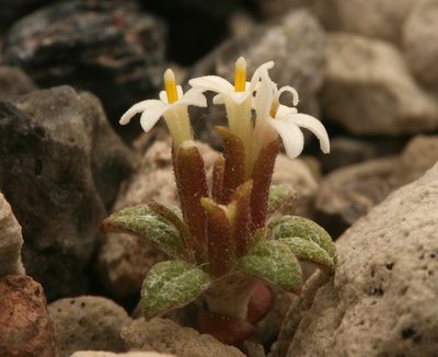 Dimeresia howellii, photographed by Steve Matson